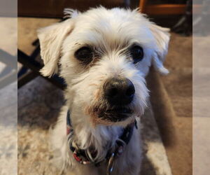Maltese-Unknown Mix Dogs for adoption in Fargo, ND, USA