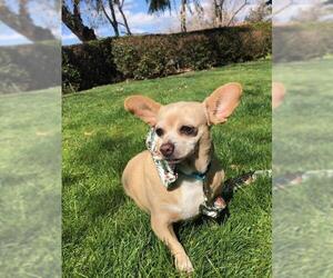 Chi-Corgi Dogs for adoption in Dana Point, CA, USA