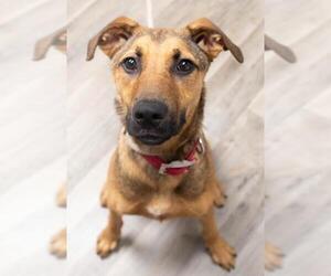 Shepradors Dogs for adoption in Minneapolis, MN, USA