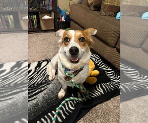 Mutt Dogs for adoption in Salt Lake City, UT, USA