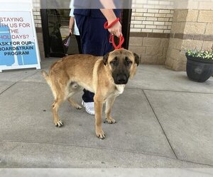 Mutt Dogs for adoption in Houston, TX, USA