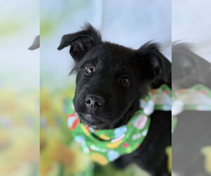 Mutt Dogs for adoption in Jefferson, NJ, USA