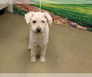 Poodle (Miniature)-Unknown Mix Dogs for adoption in Moreno Valley, CA, USA