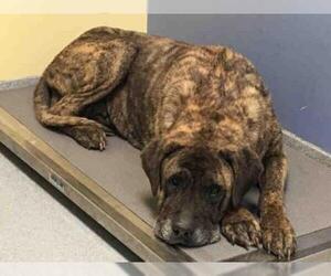 Mastiff Dogs for adoption in Orange, CA, USA