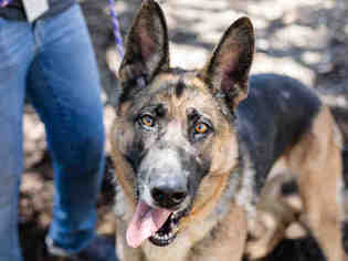 Medium Photo #1 German Shepherd Dog Puppy For Sale in Martinez, CA, USA