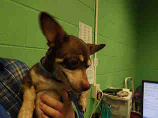 Chihuahua Dogs for adoption in Murfreesboro, TN, USA