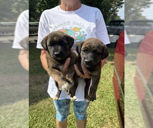 Retriever -Unknown Mix Dogs for adoption in Jackson Township, NJ, USA
