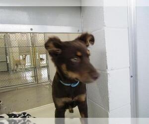 Border Collie-Unknown Mix Dogs for adoption in Temple, TX, USA