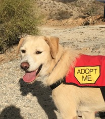 Medium Photo #1 Mutt Puppy For Sale in Tempe, AZ, USA