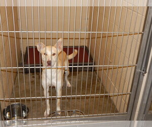 Alaskan Husky-Labrador Retriever Mix Dogs for adoption in Pikeville, KY, USA