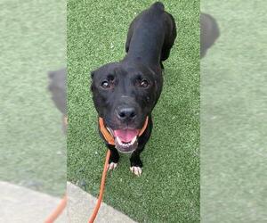American Pit Bull Terrier Dogs for adoption in Fayetteville, NC, USA