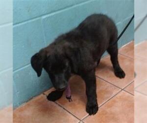 German Shepherd Dog Dogs for adoption in Downey, CA, USA