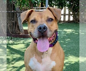 Boxer-Staffordshire Bull Terrier Mix Dogs for adoption in Beverly Hills, CA, USA