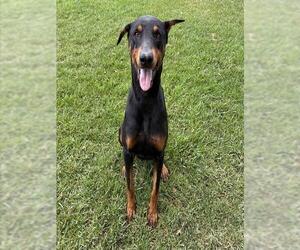 Doberman Pinscher Dogs for adoption in Riverside, CA, USA