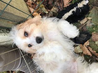 Cavachon Dogs for adoption in Landenberg, PA, USA