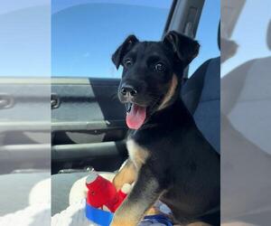 Black Mouth Cur-Unknown Mix Dogs for adoption in Chula Vista, CA, USA