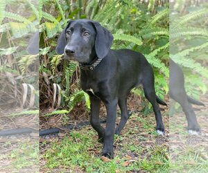 Labrador Retriever-Plott Hound Mix Dogs for adoption in Tampa, FL, USA
