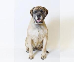 Mastiff Dogs for adoption in Salt Lake City, UT, USA