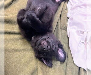 Medium Photo #4 Borador Puppy For Sale in Bryant, AR, USA