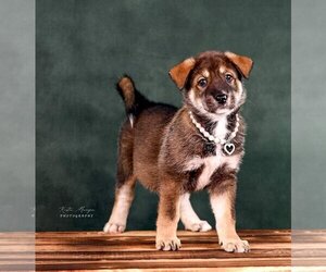 Alaskan Malamute Dogs for adoption in Clayton, CA, USA