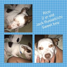 Medium Photo #1 Jack Russell Terrier Puppy For Sale in Phoenix, AZ, USA
