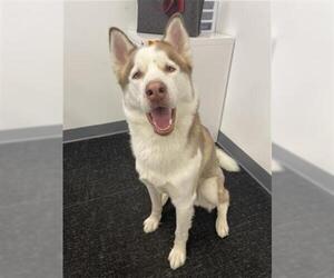 Siberian Husky Dogs for adoption in Waterford, VA, USA