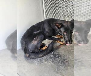 German Shepherd Dog Dogs for adoption in Bakersfield, CA, USA