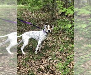 English Foxhound-Unknown Mix Dogs for adoption in Snow Camp, NC, USA