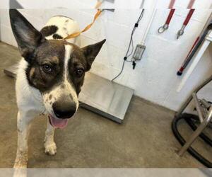 German Shepherd Dog-Unknown Mix Dogs for adoption in Corona, CA, USA