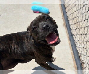 Boxer-Unknown Mix Dogs for adoption in Tulsa, OK, USA