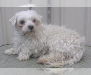 Maltese Dogs for adoption in Mountain View, MO, USA