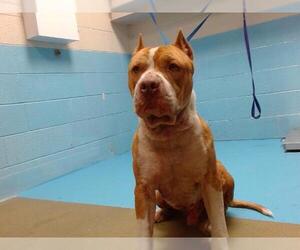 American Pit Bull Terrier-Unknown Mix Dogs for adoption in Moreno Valley, CA, USA