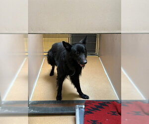 German Shepherd Dog Dogs for adoption in Martinez, CA, USA