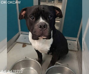 Mutt Dogs for adoption in Oklahoma City, OK, USA