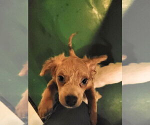 Chilier Dogs for adoption in Sequim, WA, USA