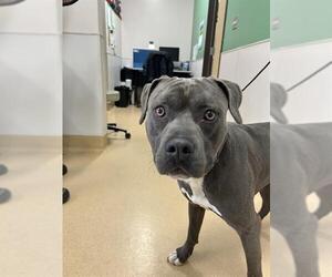American Pit Bull Terrier Dogs for adoption in Placerville, CA, USA