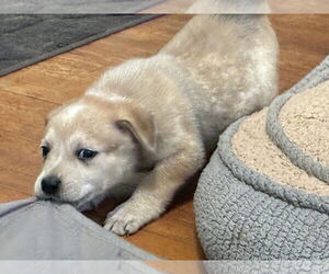 Great Pyrenees-Unknown Mix Dogs for adoption in Minneapolis, MN, USA