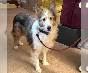 Mutt Dogs for adoption in Dublin, OH, USA