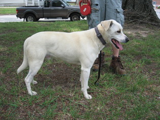 Labrador Retriever-Unknown Mix Dogs for adoption in Concord, NC, USA