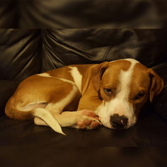 Bulloxer Dogs for adoption in Zephyrhills, FL, USA