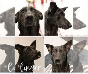 Affenpinscher Dogs for adoption in Pierceton , IN, USA