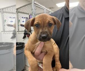Labrador Retriever-Unknown Mix Dogs for adoption in Rosenberg, TX, USA