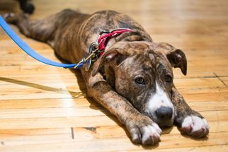Medium Photo #1 Bulldog-Unknown Mix Puppy For Sale in Brooklyn, NY, USA