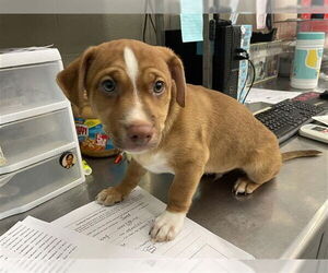 American Pit Bull Terrier-Dachshund Mix Dogs for adoption in Waco, TX, USA