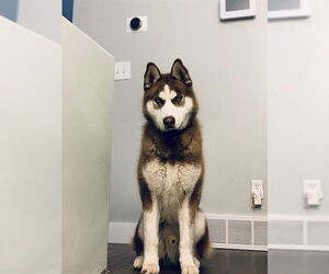 Siberian Husky Dogs for adoption in Ogden, UT, USA