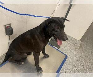 American Pit Bull Terrier-Unknown Mix Dogs for adoption in Houston, TX, USA