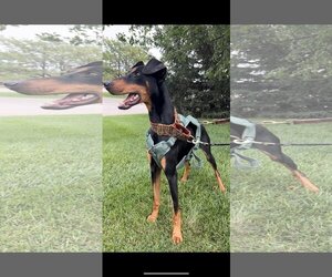 Doberman Pinscher Dogs for adoption in Omaha, NE, USA