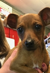 Chiweenie Dogs for adoption in Matawan, NJ, USA