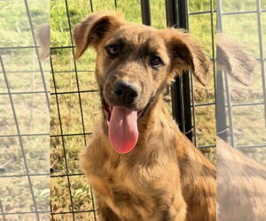 Australian Shepherd-Unknown Mix Dogs for adoption in Green Forest, AR, USA