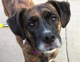 Bogle Dogs for adoption in San Ramon, CA, USA